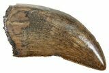 Serrated, Tyrannosaur (Nanotyrannus?) Tooth - Montana #263348-1